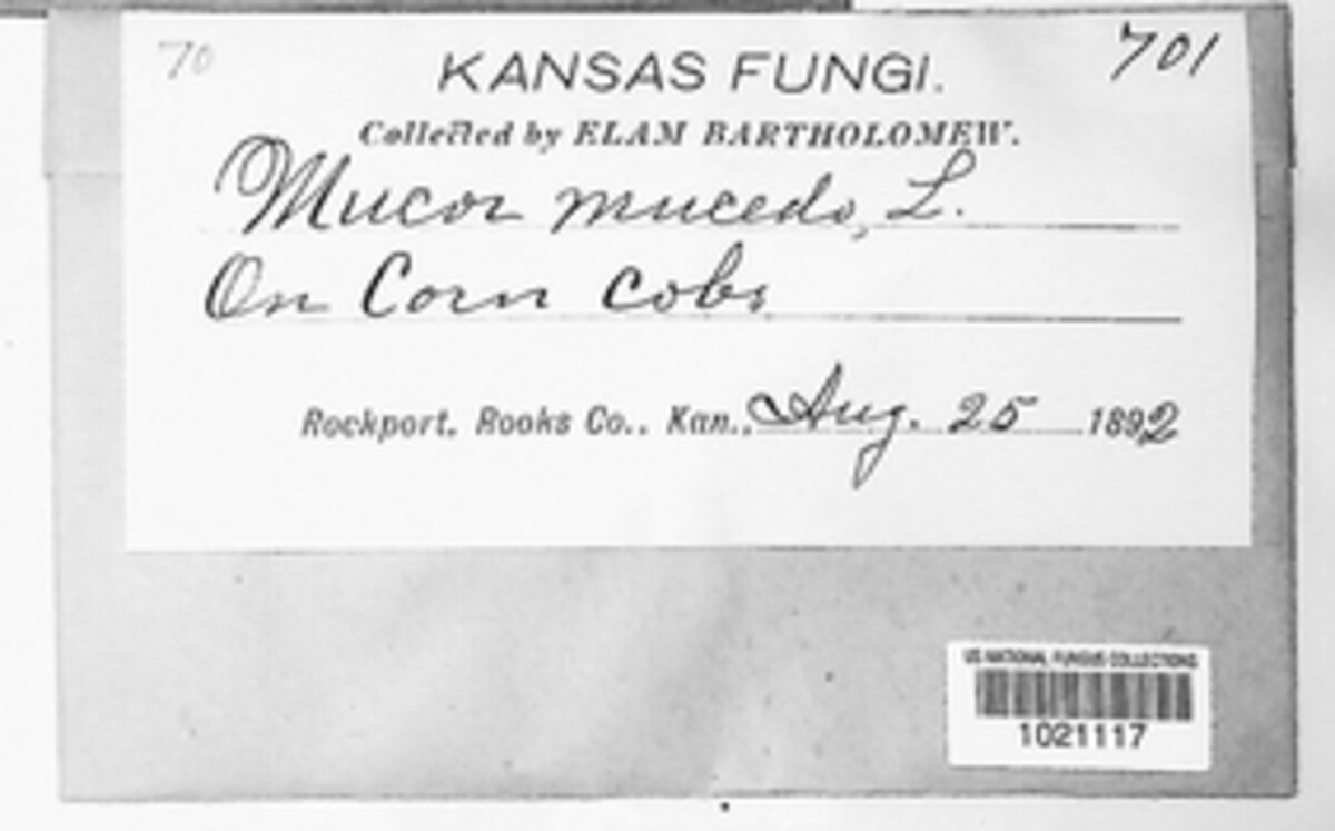 Mucor mucedo image